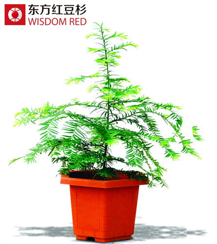 給紅豆杉盆景澆水有什么方法？