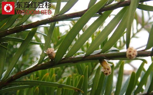種植紅豆杉有什么溫度要求？