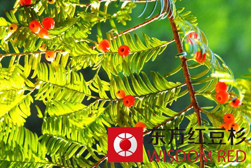 珍稀樹(shù)種紅豆杉渾身有哪些寶？