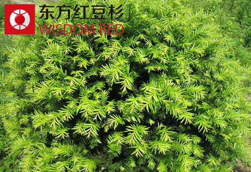 分布在我國的紅豆杉共有哪些類型？