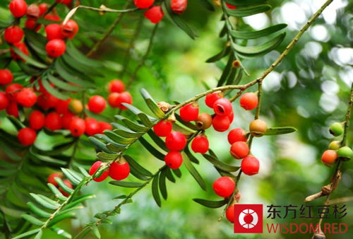不同環(huán)境中如何擺放紅豆杉好？