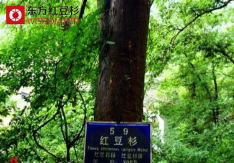 紅豆杉在凈化空氣方面有什么作用？