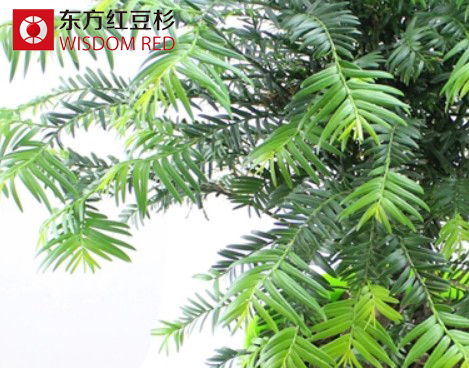 涼爽秋季應如何養(yǎng)護紅豆杉盆景？