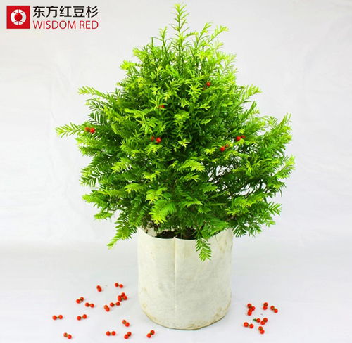 東方紅豆杉遭辦公室白領(lǐng)熱搶是何原因？