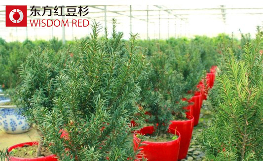 居室里擺放紅豆杉盆景真能調(diào)整風(fēng)水嗎？