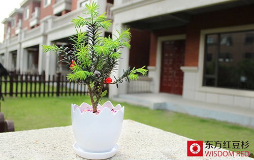 用紅豆杉直接泡水喝真的可以防癌抗癌嗎？
