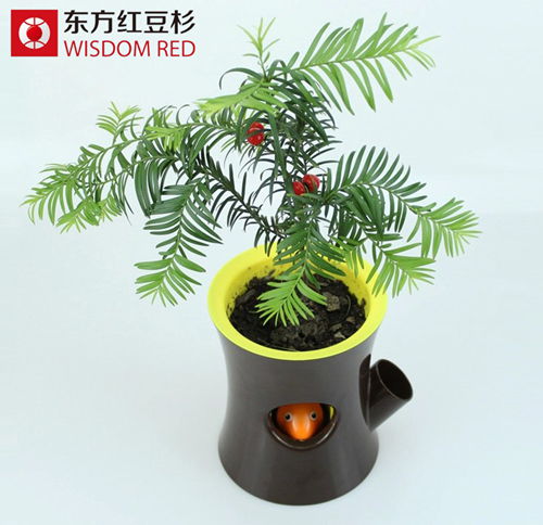 紅豆杉對降低室內(nèi)裝修空氣污染有用嗎？