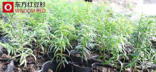 珍貴紅豆杉竟頻遭剝皮到底是何原因？