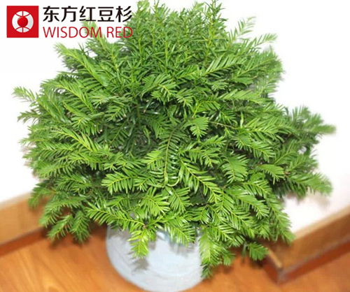 紅豆杉盆景不易放在空調(diào)出風(fēng)口 你造嗎？