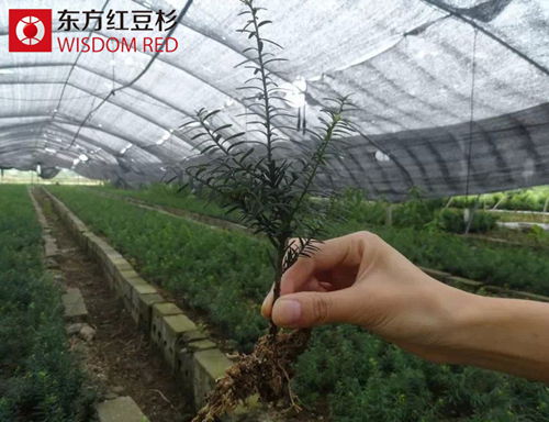 歲末探親時(shí)紅豆杉盆景送禮熱為何成流行？