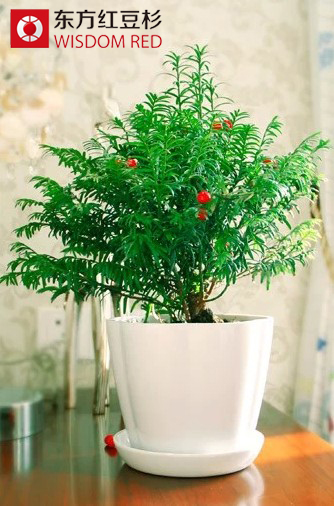 苗木商為何紛紛鐘情于紅豆杉生態(tài)市場？