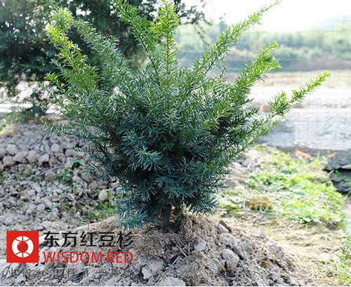 紫杉醇國(guó)際市場(chǎng)拓展?jié)u進(jìn) 催生紅豆杉人工種植熱