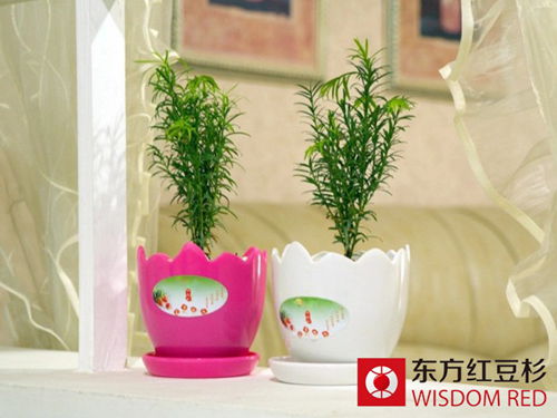 新年里選紅豆杉盆景作禮品讓您倍有面！