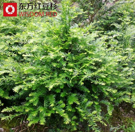2015年紅豆杉人工種植如何實(shí)現(xiàn)收益最大化？