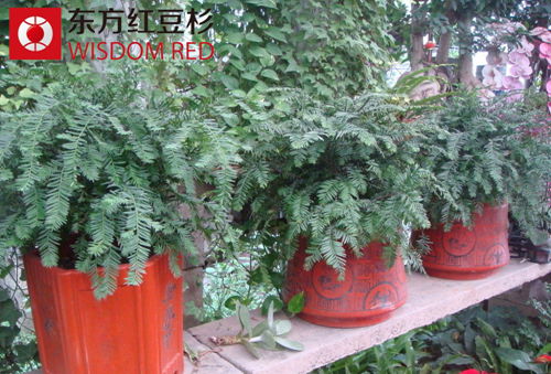 2015年紅豆杉種苗價格走勢預(yù)測：穩(wěn)中有升
