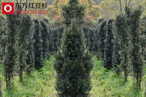 家養(yǎng)紅豆杉盆景，究竟難不難？