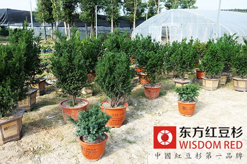 慢生樹(shù)種紅豆杉如何實(shí)現(xiàn)快速收益？