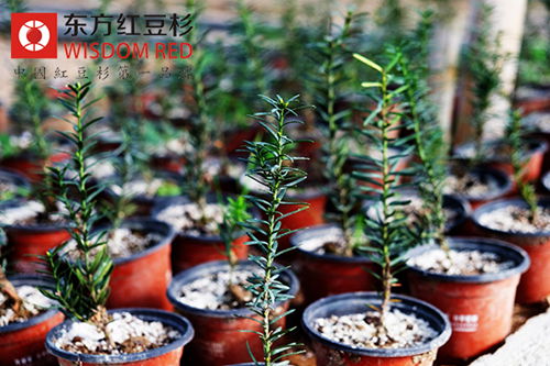 曼地亞紅豆杉立枯絲核病和腐霉病如何區(qū)別呢？