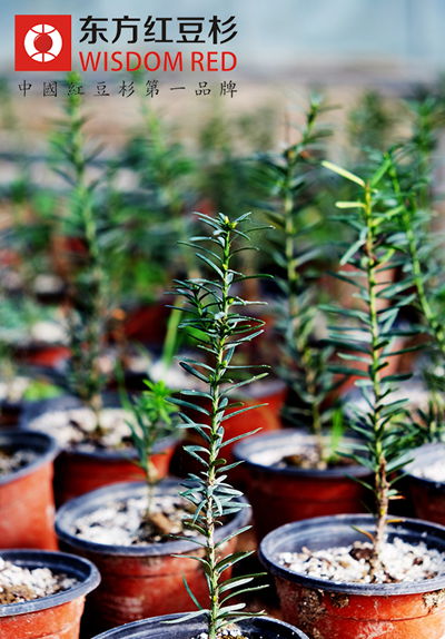種植曼地亞紅豆杉應(yīng)該注意什么問題？