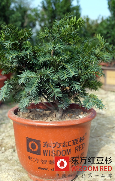 東方紅豆杉：綠色健康產(chǎn)業(yè)的領(lǐng)跑者