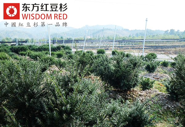 紅豆杉水杯到底有什么用處？
