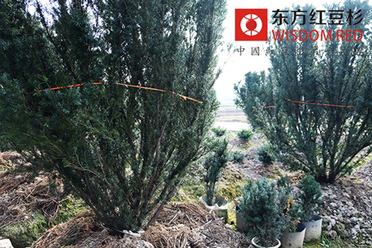 如何留住“APEC藍(lán)”？霧霾克星紅豆杉顯奇效