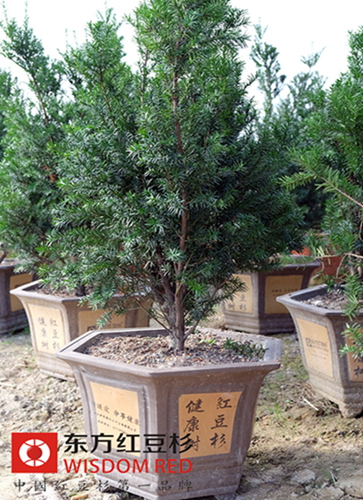 霧霾環(huán)境下紅豆杉的發(fā)展機遇與前景