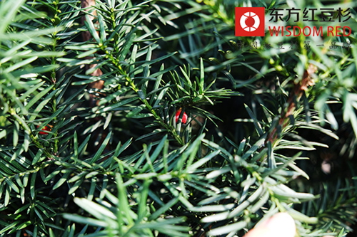 紅豆杉在世界上的產(chǎn)地分布廣嗎？