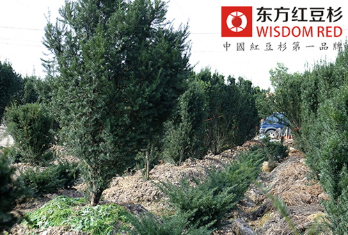 紅豆杉還有更寬廣的應(yīng)用前景嗎？
