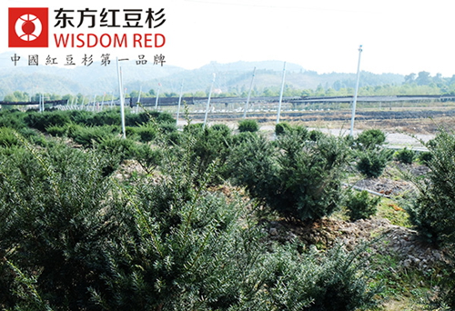 “青山綠水 養(yǎng)生福地”：被紅豆杉包圍的小村子