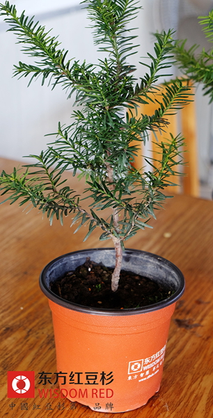 紅豆杉為何被稱為國寶式的“健康樹”？