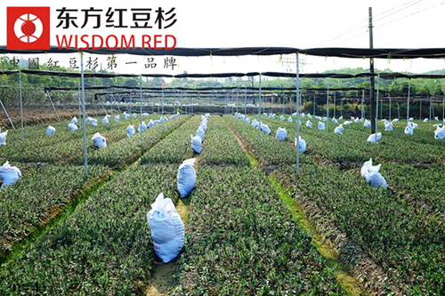 庭院綠化選多少高的紅豆杉種苗栽種好？