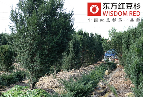 道路兩旁種上紅豆杉能否吸附汽車尾氣？