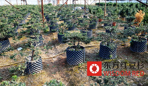 養(yǎng)護技術(shù)：紅豆杉芽苗如何移栽好？