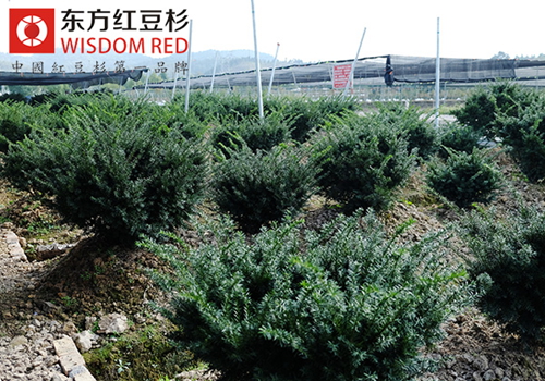 紅豆杉究竟有何魅力在國際市場頻獲青睞？