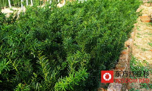 種植紅豆杉，他帶著村民走上了致富道路